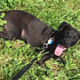 Toby loved the sunshine and grass.